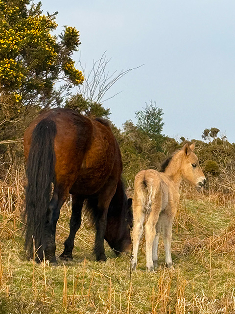 ソマティックエナジェティクス リトリート